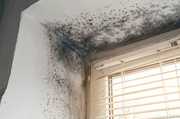 Affordable Mold Cleanup solutions in Morton Grove, IL